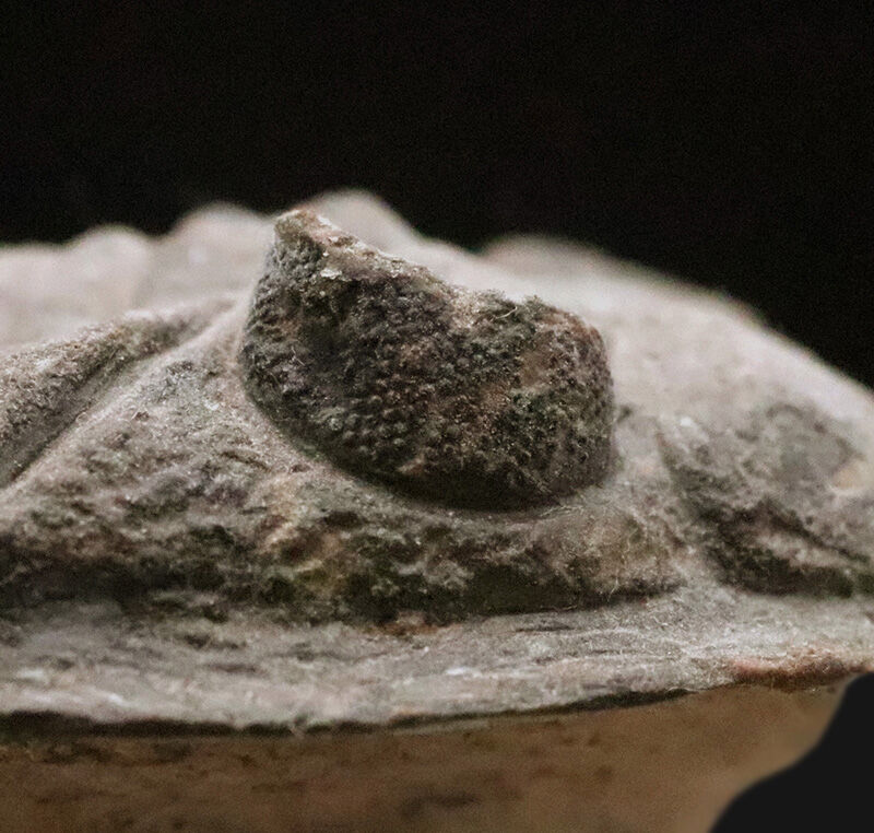 ファコプス目の大人気三葉虫！デボン紀・魚類の時代を生き抜いた、鋭い『尾棘』を持つ海のディフェンダー、ズリコバスピス（Zlichovaspis）のハイクオリティ標本（その11）
