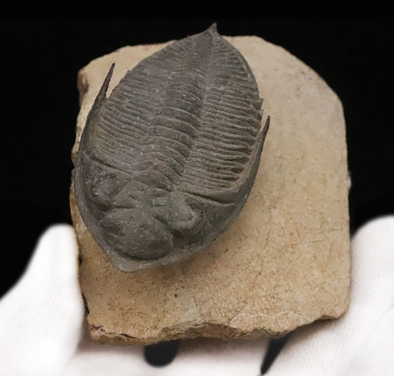 ファコプス目の大人気三葉虫！デボン紀・魚類の時代を生き抜いた、鋭い『尾棘』を持つ海のディフェンダー、ズリコバスピス（Zlichovaspis）のハイクオリティ標本（その12）