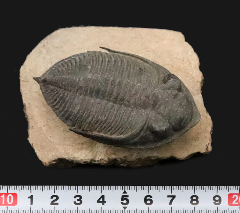 ファコプス目の大人気三葉虫！デボン紀・魚類の時代を生き抜いた、鋭い『尾棘』を持つ海のディフェンダー、ズリコバスピス（Zlichovaspis）のハイクオリティ標本（その13）