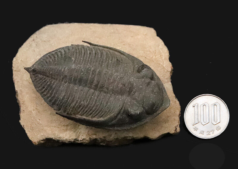 ファコプス目の大人気三葉虫！デボン紀・魚類の時代を生き抜いた、鋭い『尾棘』を持つ海のディフェンダー、ズリコバスピス（Zlichovaspis）のハイクオリティ標本（その14）