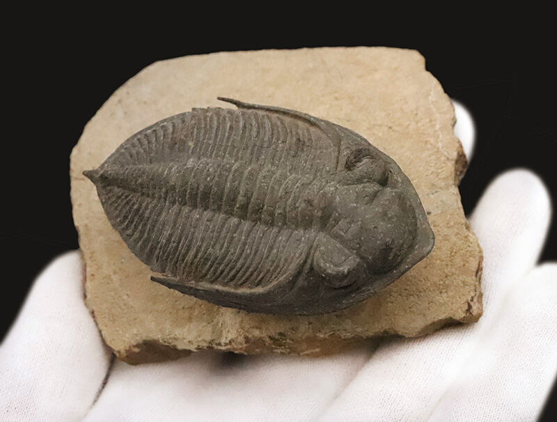 ファコプス目の大人気三葉虫！デボン紀・魚類の時代を生き抜いた、鋭い『尾棘』を持つ海のディフェンダー、ズリコバスピス（Zlichovaspis）のハイクオリティ標本（その2）