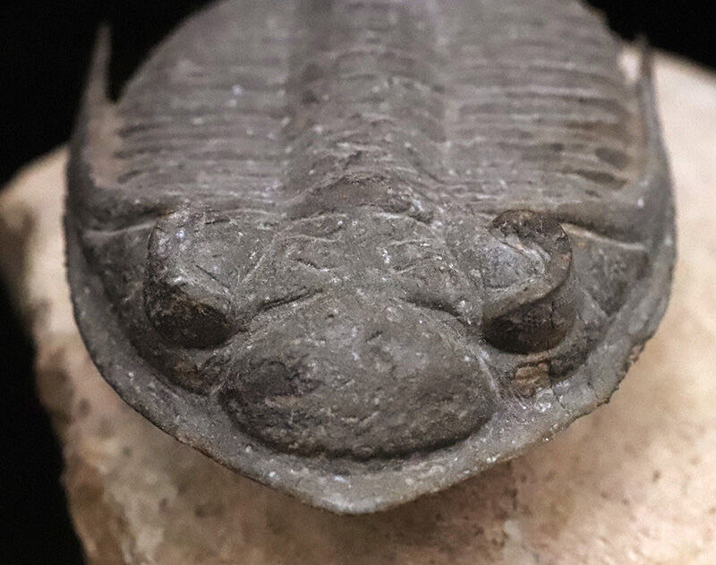 ファコプス目の大人気三葉虫！デボン紀・魚類の時代を生き抜いた、鋭い『尾棘』を持つ海のディフェンダー、ズリコバスピス（Zlichovaspis）のハイクオリティ標本（その3）