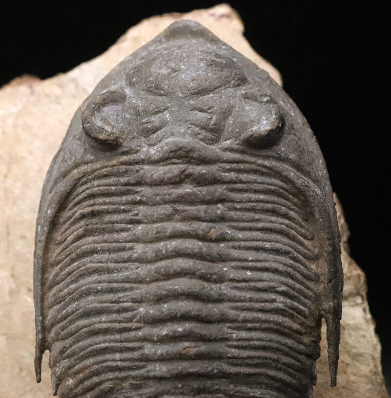 ファコプス目の大人気三葉虫！デボン紀・魚類の時代を生き抜いた、鋭い『尾棘』を持つ海のディフェンダー、ズリコバスピス（Zlichovaspis）のハイクオリティ標本（その5）