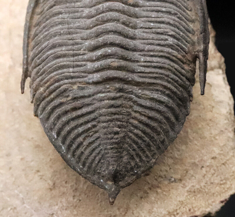 ファコプス目の大人気三葉虫！デボン紀・魚類の時代を生き抜いた、鋭い『尾棘』を持つ海のディフェンダー、ズリコバスピス（Zlichovaspis）のハイクオリティ標本（その6）