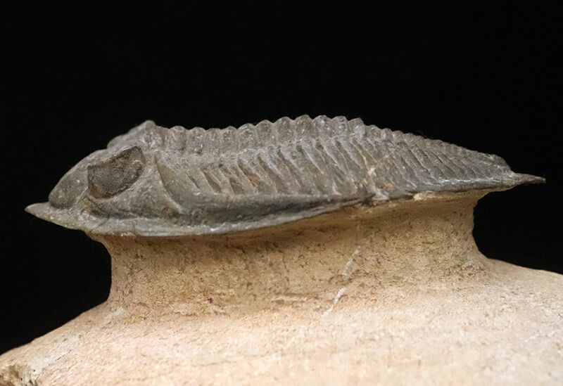ファコプス目の大人気三葉虫！デボン紀・魚類の時代を生き抜いた、鋭い『尾棘』を持つ海のディフェンダー、ズリコバスピス（Zlichovaspis）のハイクオリティ標本（その7）