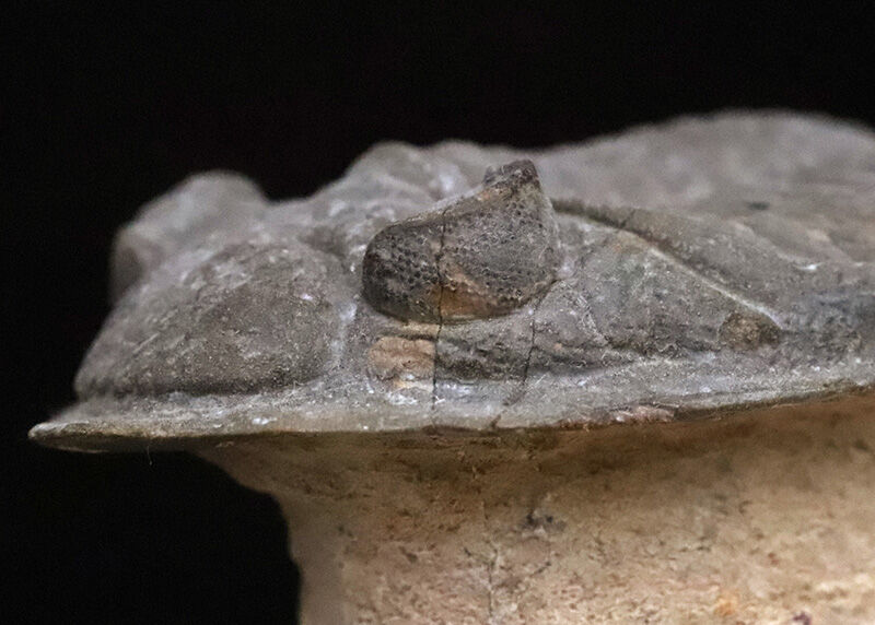ファコプス目の大人気三葉虫！デボン紀・魚類の時代を生き抜いた、鋭い『尾棘』を持つ海のディフェンダー、ズリコバスピス（Zlichovaspis）のハイクオリティ標本（その8）