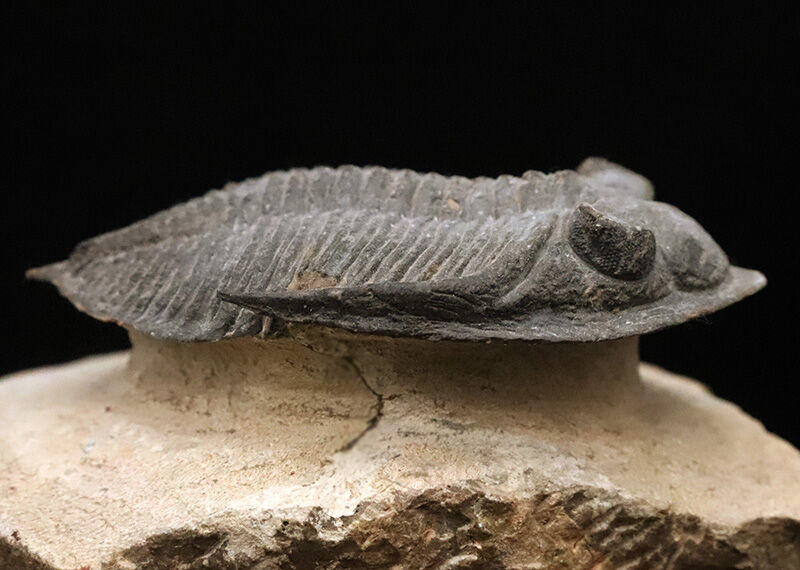 ファコプス目の大人気三葉虫！デボン紀・魚類の時代を生き抜いた、鋭い『尾棘』を持つ海のディフェンダー、ズリコバスピス（Zlichovaspis）のハイクオリティ標本（その9）