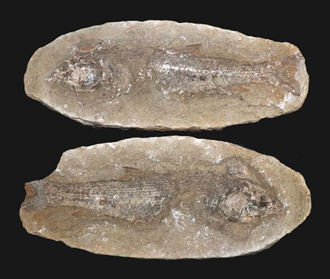 ネガ、ポジ両方揃っています！恐竜時代の河川（汽水域）を遊泳したブラジル産の古代魚の化石（その1）