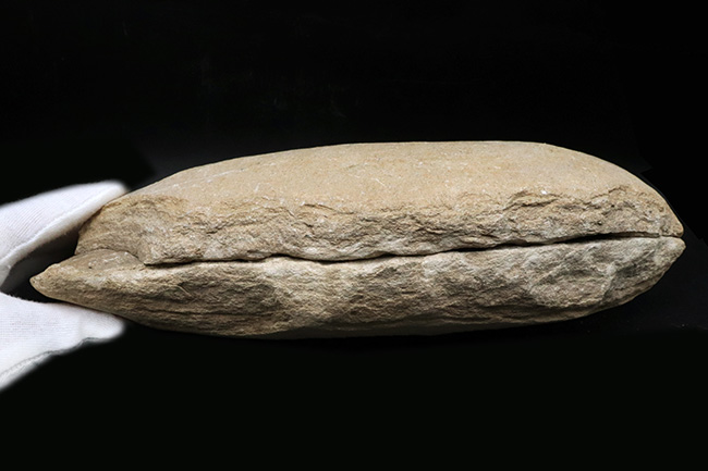 ネガ、ポジ両方揃っています！恐竜時代の河川（汽水域）を遊泳したブラジル産の古代魚の化石（その11）