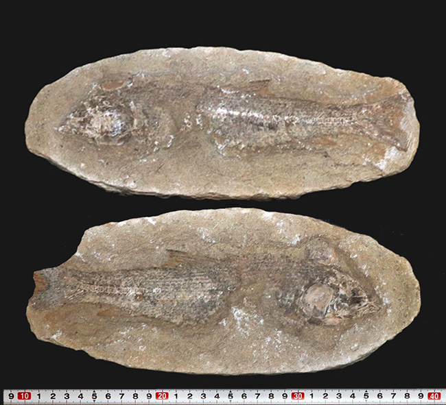 魚の形の自然石 魚の形の自然石 05a4c0b89c733d494c949b7943e679