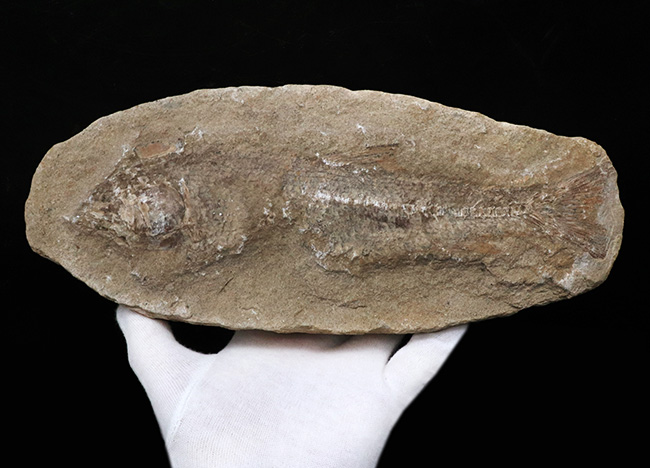 ネガ、ポジ両方揃っています！恐竜時代の河川（汽水域）を遊泳したブラジル産の古代魚の化石（その2）
