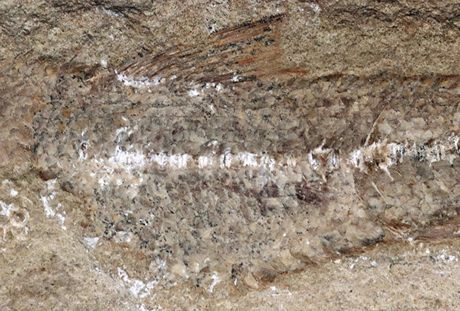 ネガ、ポジ両方揃っています！恐竜時代の河川（汽水域）を遊泳したブラジル産の古代魚の化石（その4）