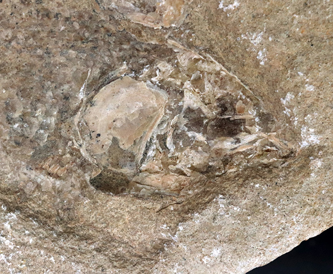 ネガ、ポジ両方揃っています！恐竜時代の河川（汽水域）を遊泳したブラジル産の古代魚の化石（その7）
