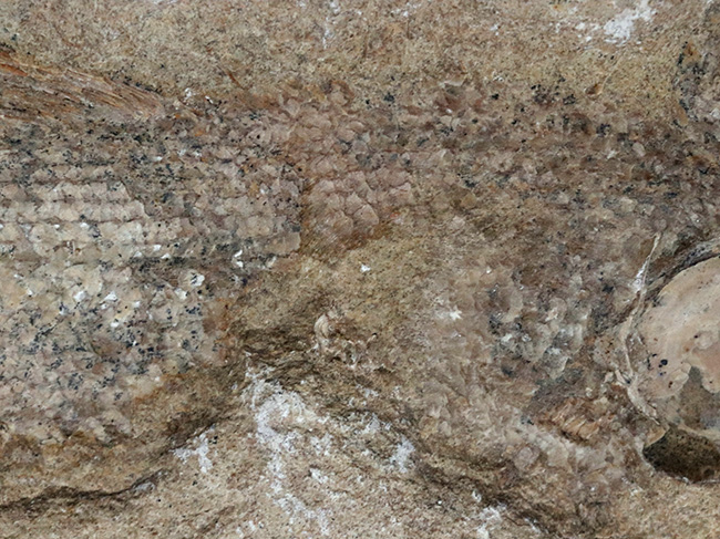 ネガ、ポジ両方揃っています！恐竜時代の河川（汽水域）を遊泳したブラジル産の古代魚の化石（その8）