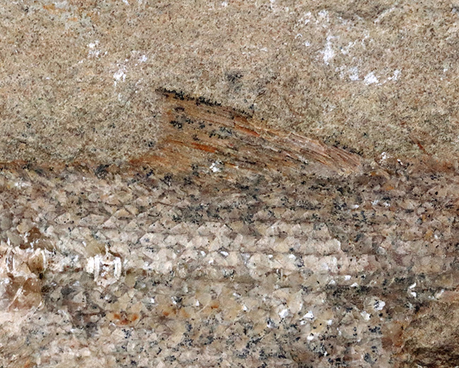ネガ、ポジ両方揃っています！恐竜時代の河川（汽水域）を遊泳したブラジル産の古代魚の化石（その9）