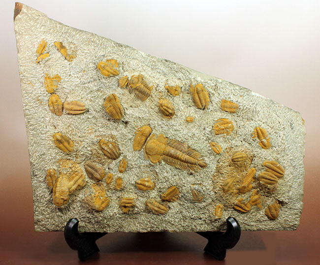 レア三葉虫、モロッコ産ハマトレヌス（Hamatolenus sp.）を含め、多数の三葉虫が集まったマルチプレート化石（その1）