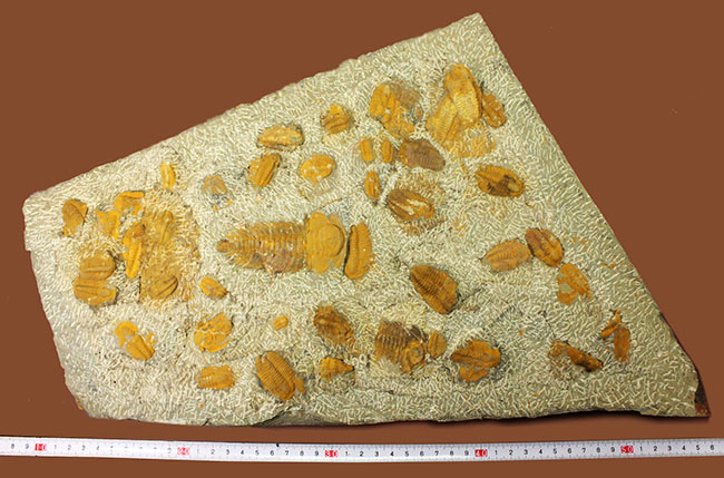 レア三葉虫、モロッコ産ハマトレヌス(Hamatolenus sp.)を含め、多数の三葉虫が集まったマルチプレート化石(その10)