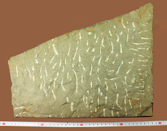 レア三葉虫、モロッコ産ハマトレヌス（Hamatolenus sp.）を含め、多数の三葉虫が集まったマルチプレート化石（その11）
