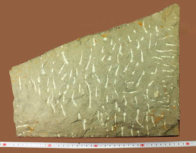 レア三葉虫、モロッコ産ハマトレヌス(Hamatolenus sp.)を含め、多数の三葉虫が集まったマルチプレート化石(その11)