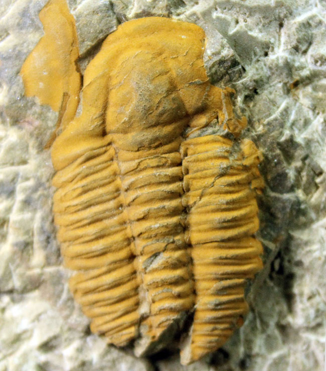 レア三葉虫、モロッコ産ハマトレヌス(Hamatolenus sp.)を含め、多数の三葉虫が集まったマルチプレート化石(その12)