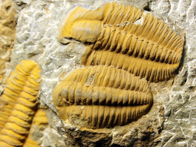 レア三葉虫、モロッコ産ハマトレヌス（Hamatolenus sp.）を含め、多数の三葉虫が集まったマルチプレート化石（その13）