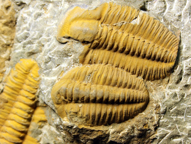 レア三葉虫、モロッコ産ハマトレヌス(Hamatolenus sp.)を含め、多数の三葉虫が集まったマルチプレート化石(その13)