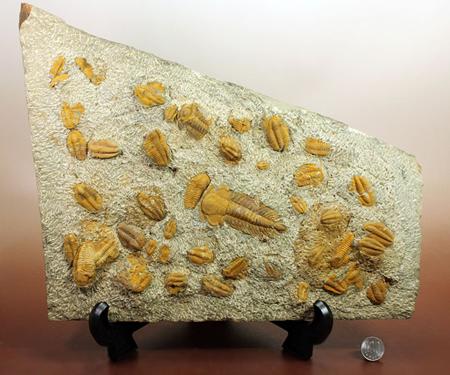 レア三葉虫、モロッコ産ハマトレヌス（Hamatolenus sp.）を含め、多数の三葉虫が集まったマルチプレート化石（その16）