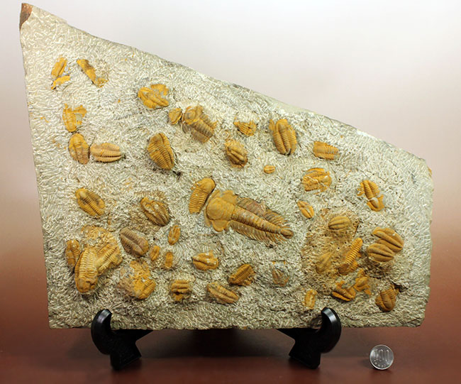 レア三葉虫、モロッコ産ハマトレヌス(Hamatolenus sp.)を含め、多数の三葉虫が集まったマルチプレート化石(その16)