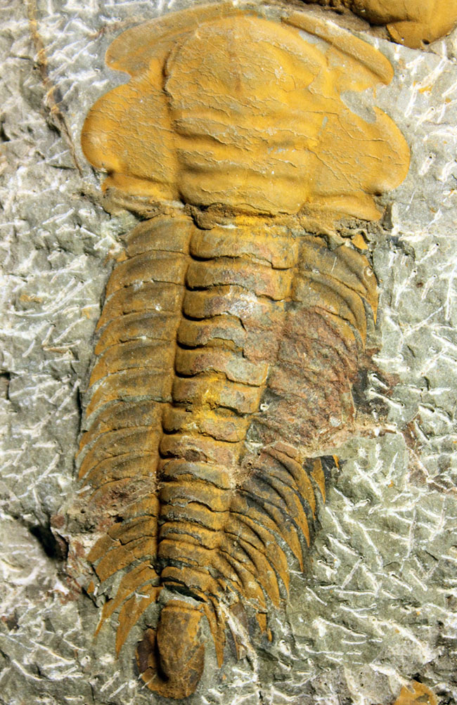 レア三葉虫、モロッコ産ハマトレヌス(Hamatolenus sp.)を含め、多数の三葉虫が集まったマルチプレート化石(その2)