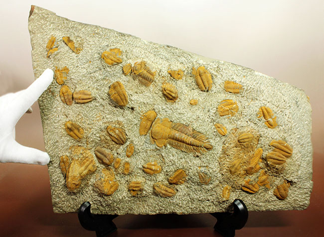 レア三葉虫、モロッコ産ハマトレヌス(Hamatolenus sp.)を含め、多数の三葉虫が集まったマルチプレート化石(その3)