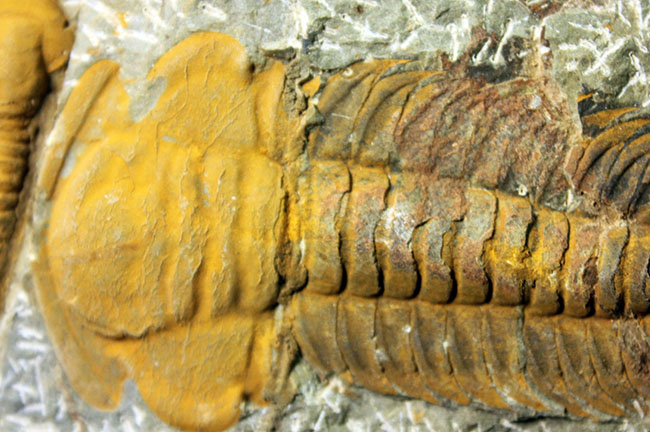 レア三葉虫、モロッコ産ハマトレヌス(Hamatolenus sp.)を含め、多数の三葉虫が集まったマルチプレート化石(その4)