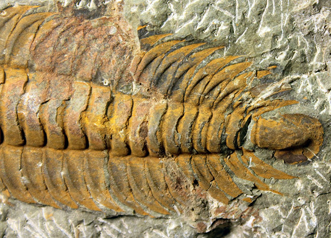 レア三葉虫、モロッコ産ハマトレヌス(Hamatolenus sp.)を含め、多数の三葉虫が集まったマルチプレート化石(その5)