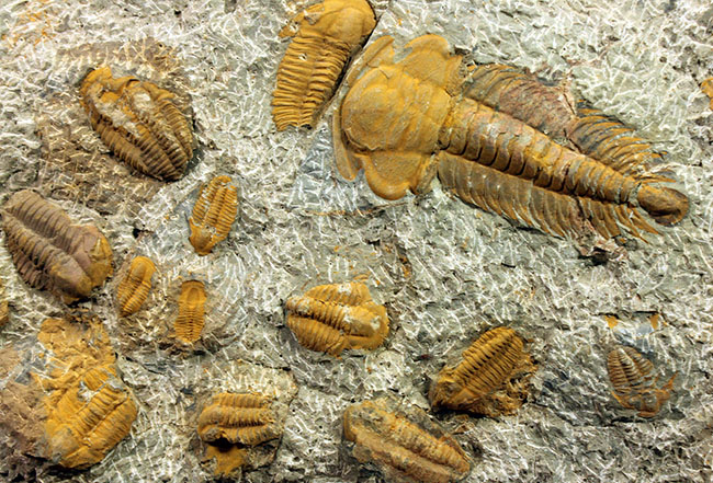 レア三葉虫、モロッコ産ハマトレヌス(Hamatolenus sp.)を含め、多数の三葉虫が集まったマルチプレート化石(その6)