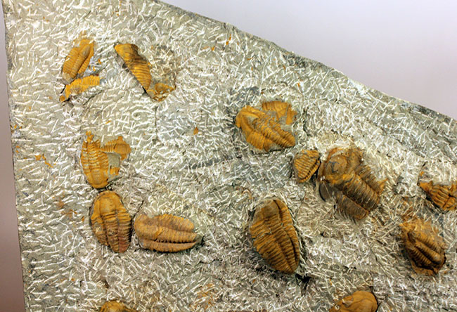 レア三葉虫、モロッコ産ハマトレヌス（Hamatolenus sp.）を含め、多数の三葉虫が集まったマルチプレート化石（その7）