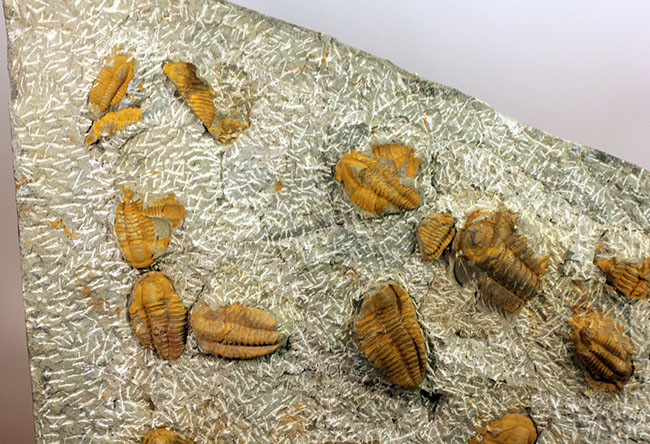 レア三葉虫、モロッコ産ハマトレヌス(Hamatolenus sp.)を含め、多数の三葉虫が集まったマルチプレート化石(その7)