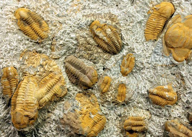 レア三葉虫、モロッコ産ハマトレヌス(Hamatolenus sp.)を含め、多数の三葉虫が集まったマルチプレート化石(その8)