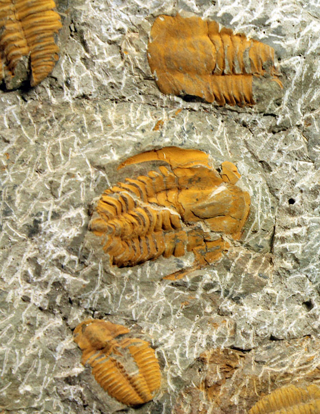 レア三葉虫、モロッコ産ハマトレヌス(Hamatolenus sp.)を含め、多数の三葉虫が集まったマルチプレート化石(その9)