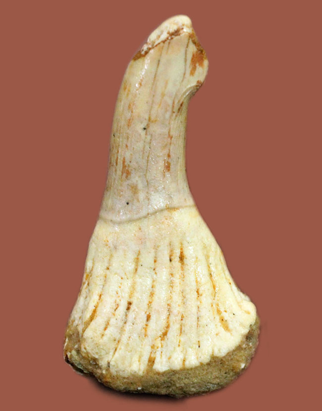 生きた化石！モロッコ産ノコギリエイ（Onchopristis）の歯化石（その1）