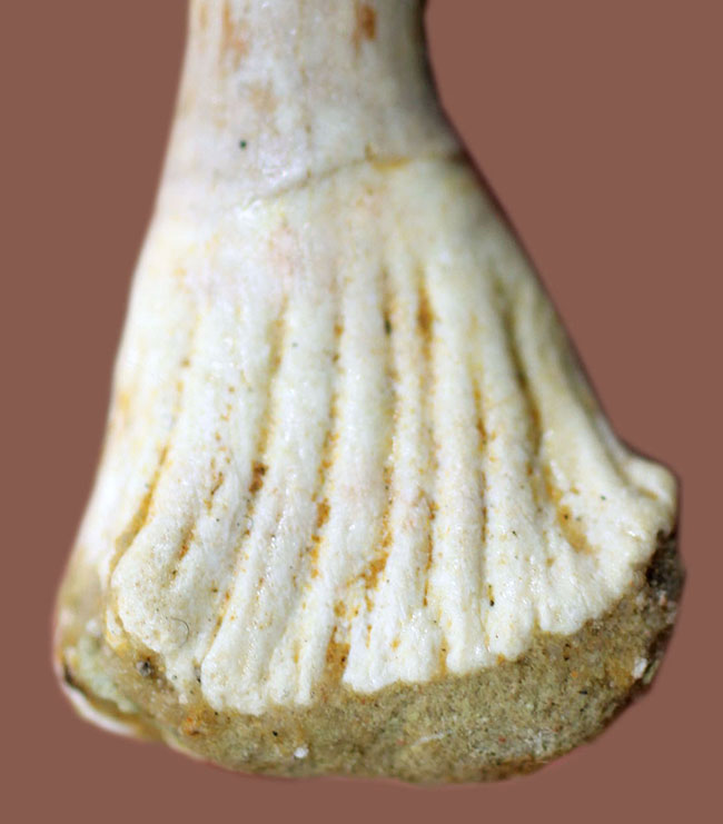 生きた化石！モロッコ産ノコギリエイ（Onchopristis）の歯化石（その2）