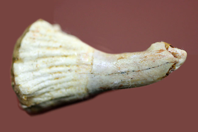 生きた化石！モロッコ産ノコギリエイ（Onchopristis）の歯化石（その3）