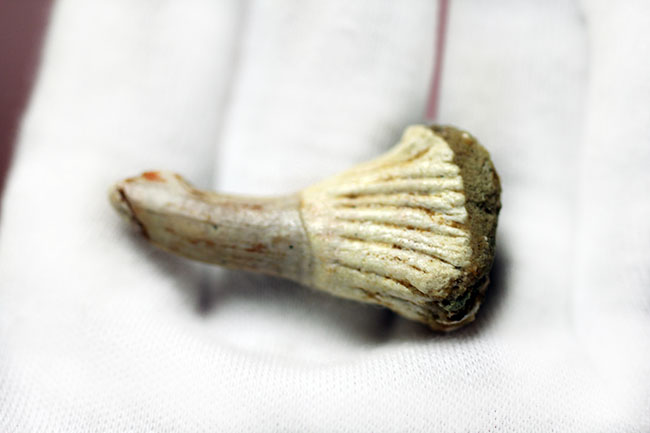 生きた化石！モロッコ産ノコギリエイ（Onchopristis）の歯化石（その5）