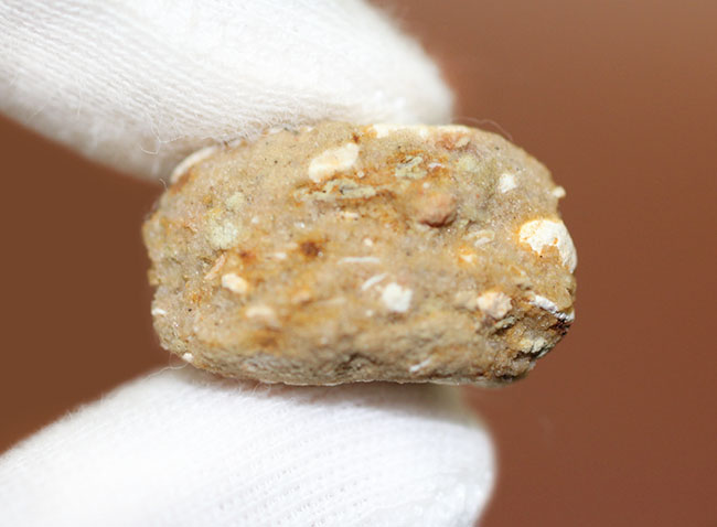 生きた化石！モロッコ産ノコギリエイ（Onchopristis）の歯化石（その6）