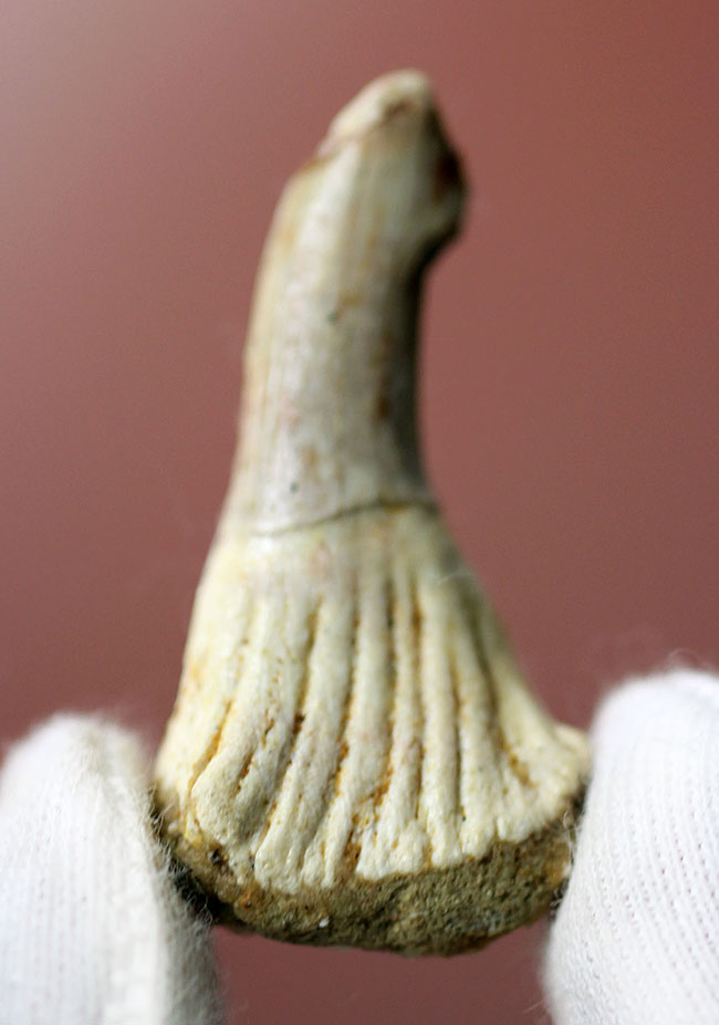 生きた化石！モロッコ産ノコギリエイ（Onchopristis）の歯化石（その7）