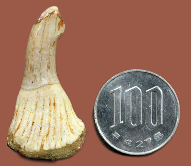 生きた化石！モロッコ産ノコギリエイ（Onchopristis）の歯化石（その9）