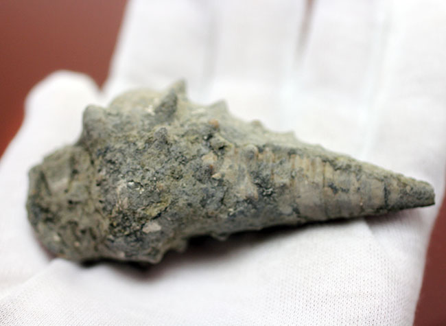 日本列島が創生した頃に棲息していた岡山県産絶滅巻き貝ビカリア(Vicarya sp.)突起が残された高品位。(その5)