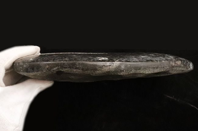 コントラストが美しいマルチプレート!古生代デボン紀の頭足類、オルソセラス(Orthoceras)の群集標本(その8)