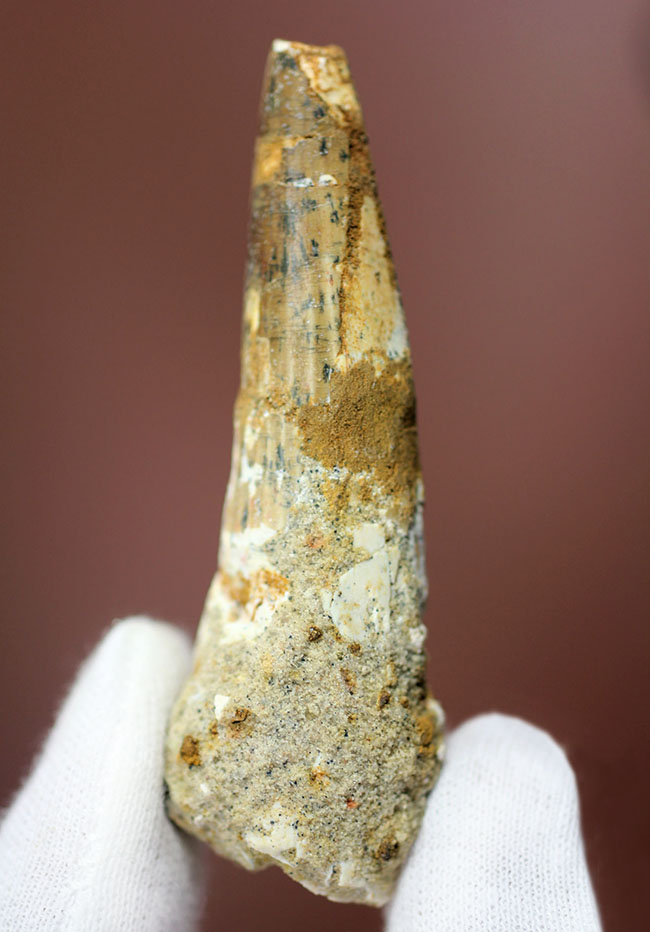 人気の恐竜スピノサウルスの歯化石(Spinosaurus)(その2)