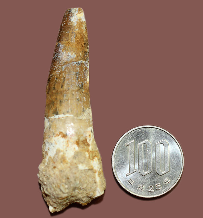 人気の恐竜スピノサウルスの歯化石(Spinosaurus)(その9)