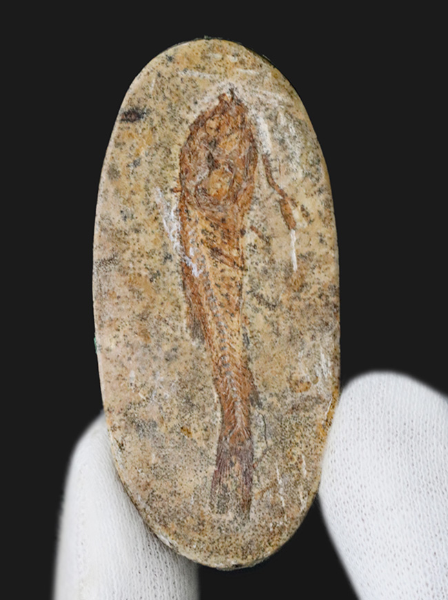 恐竜時代の絶滅古代魚、ブラジル産ダスティルベ(Dastilbe)の全身化石(その1)