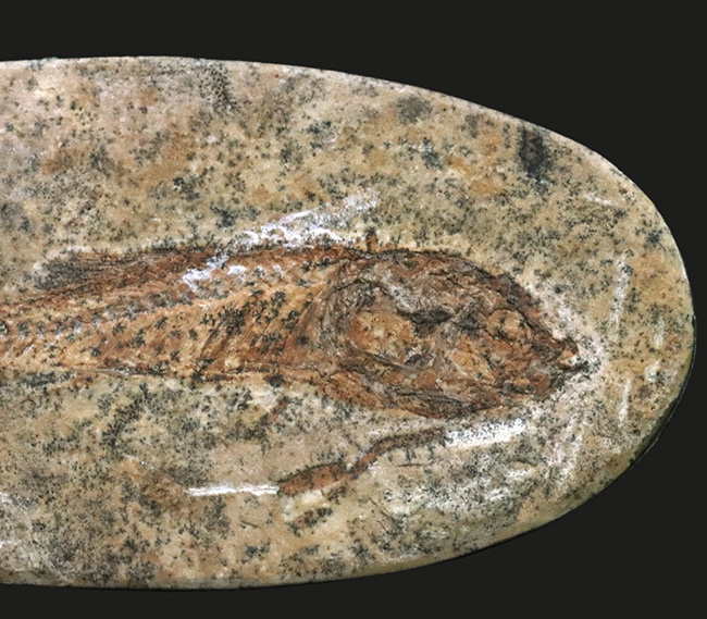 恐竜時代の絶滅古代魚、ブラジル産ダスティルベ(Dastilbe)の全身化石(その2)